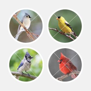 40264 Backyard Birds