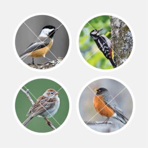 40265 Backyard Birds 2