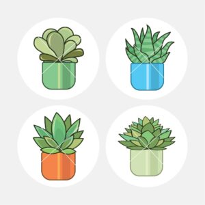 40136 Succulent Plants