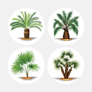 40137 Exotic Palms