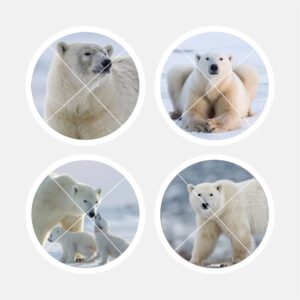 40427 Polar Bears